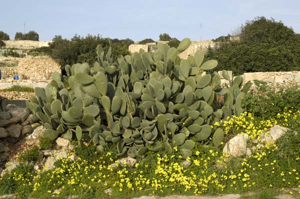 Cactus, Malta