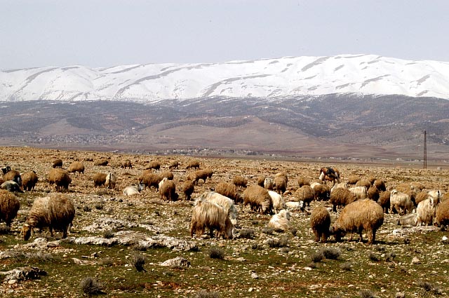 Sheep in the Bekaa Valley
