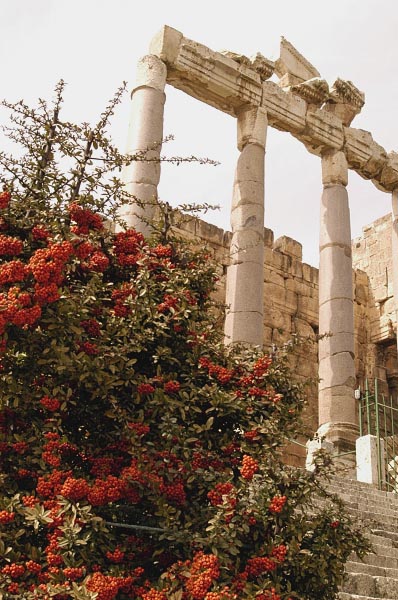 The Roman Temples at Baalbek