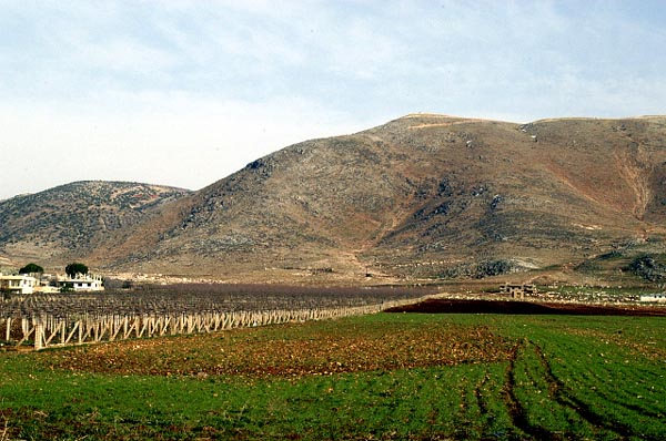 Vineyards and crops, Anjaar