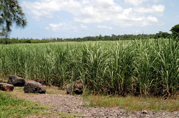 Sugarcane Fields, Mauritius