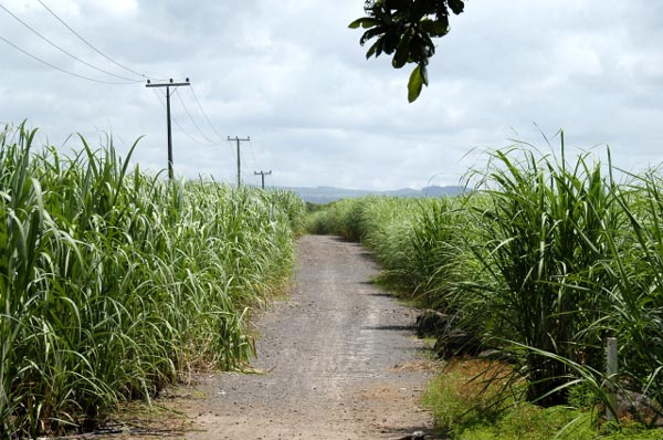 Road passing through the sugarcane fields, Mauritius