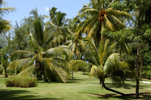 Shandrani Hotel grounds, Mauritius