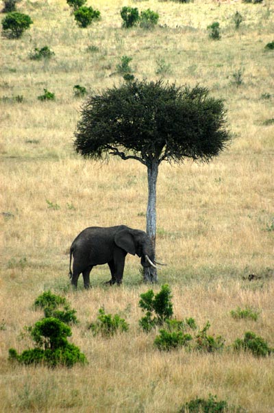 My first elephant in the Mara