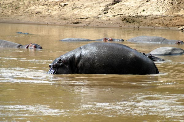 Hippo standing in the Mara River