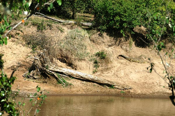 2 Crocodiles resting on the banks of the Mara River