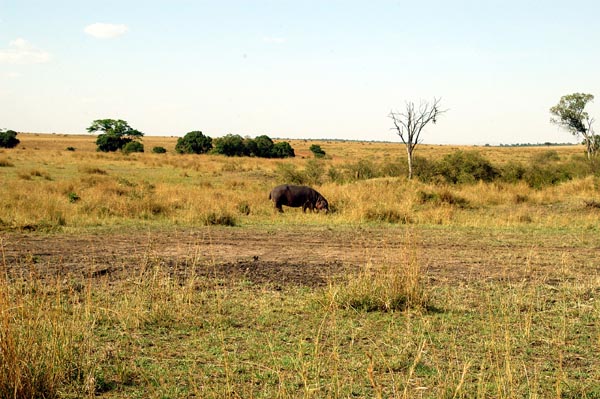 Hippo unusually grazing on land mid-day