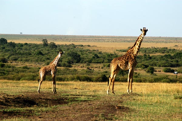 2 Maasai Giraffes
