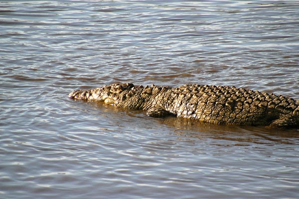 Crocodile at the crossing