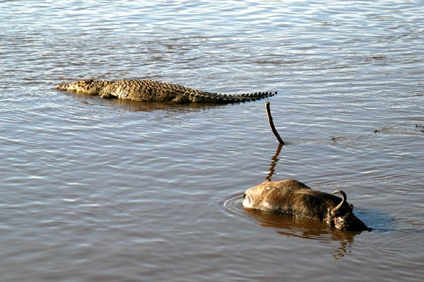 Crocodile and a dead wildebeest in the Mara River