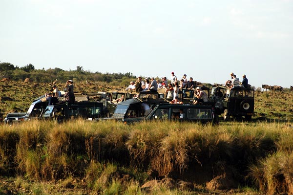 Many safari vehicles wait at the crossing