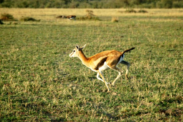 Thomson's Gazelle running