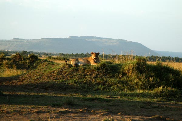 Lioness on a mound in the Olpunyata Swamp