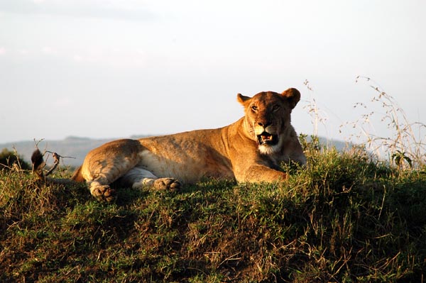 Lioness posing in the evening light