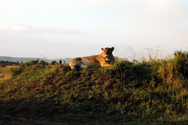 Mara Lioness