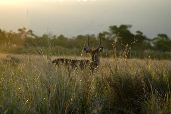 Waterbuck in the Olpunyata Swamp, which is fairly dry in August