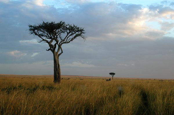 Evening on the Mara