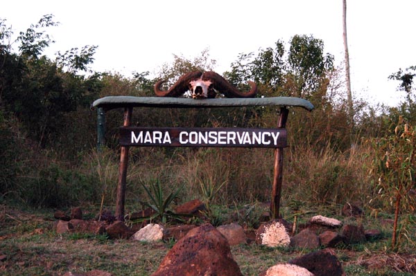 I camped 2 nights at the Mara Conservancy ranger station near the Serena Lodge for Ksh300/night