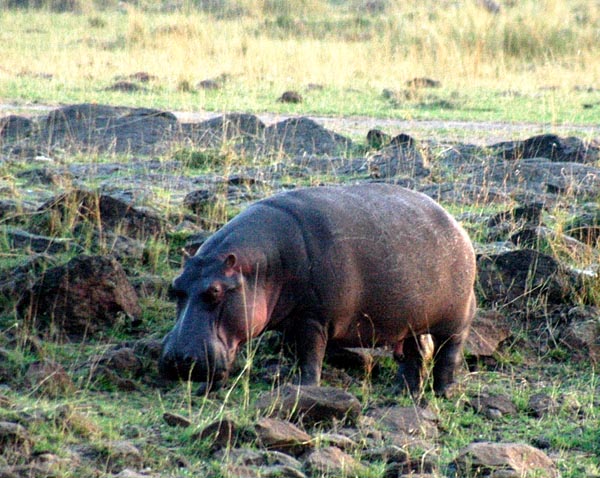 Hippo grazing on land at dawn