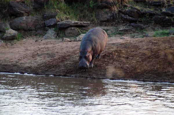 With the sun, the hippo heads back into the river