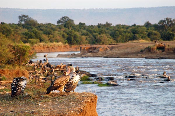 Vultures wait at the wildebeest crossing point near the Mara Serena Lodge