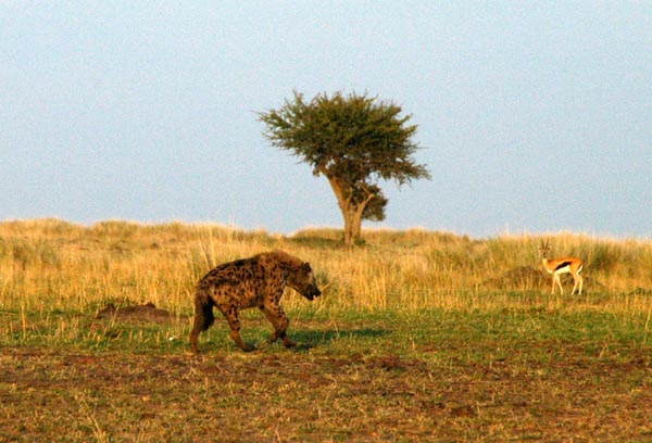 Spotted hyena and a Thomson's gazelle