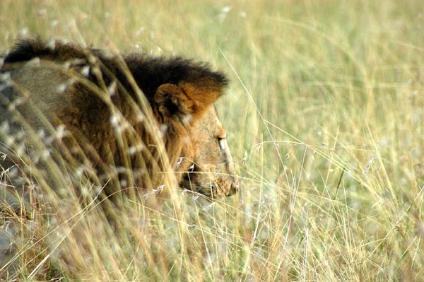 Lion in the tall grass