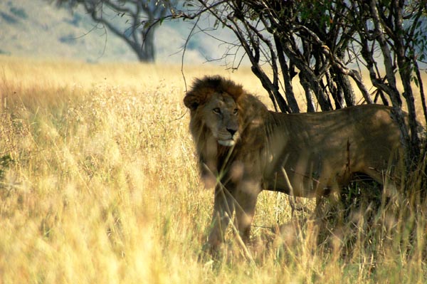 Lion near Mara Serena Lodge