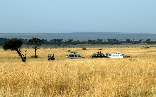 The easiest way to find a lion in the Mara