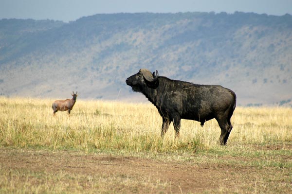 Buffalo and a topi