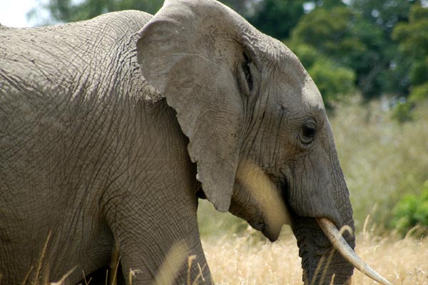 There are many elephant arond Kichwa Tembo