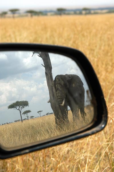 Leaving the elephant behind