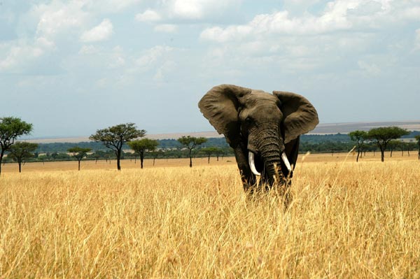 Elephant in the tall grass