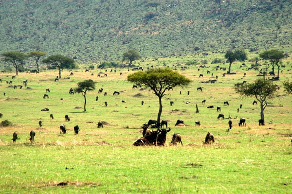 The wildebeest cut the grass short