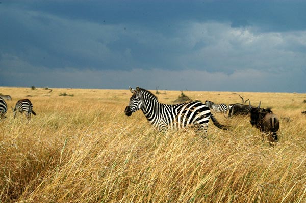 Zebra in the tall Mara grass
