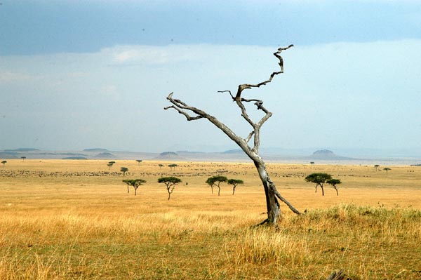 Dead tree, Maasai Mara