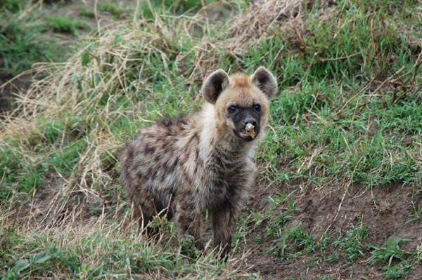 Spotted hyena cub with a bone