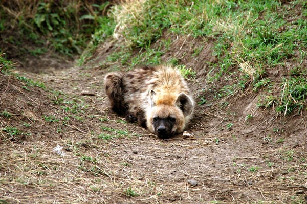 Spotted hyena cub waiting patiently