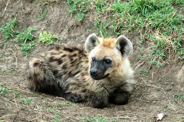 Spotted hyena cub