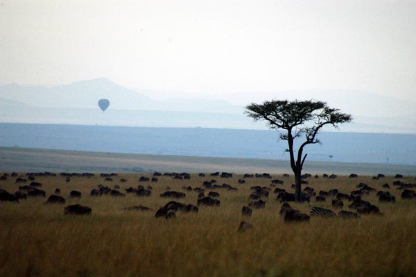 Balloon in the distance over a herd of wildebeest