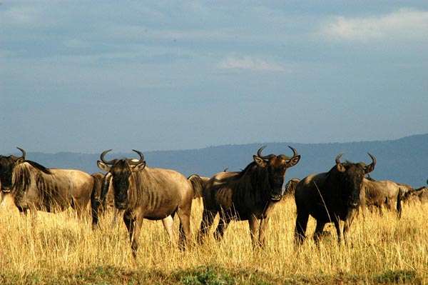 Wildebeest, Maasai Mara