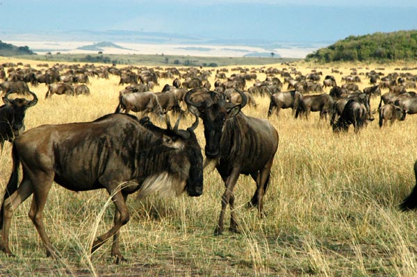 Wildebeest herd, Maasai Mara