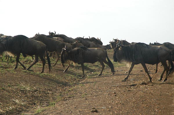 Wildebeest crossing the park road