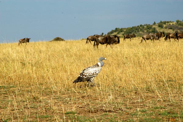 Vulture and wildebeest