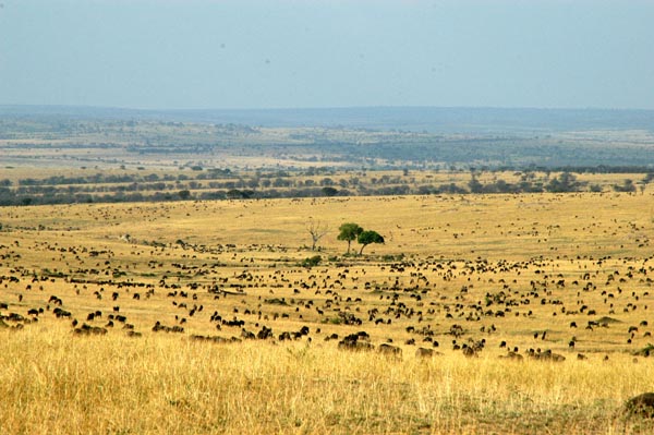 Part of a vast wildebeest herd, Maasai Mara