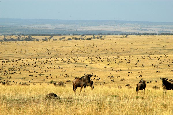 Wildebeest herd, Maasai Mara