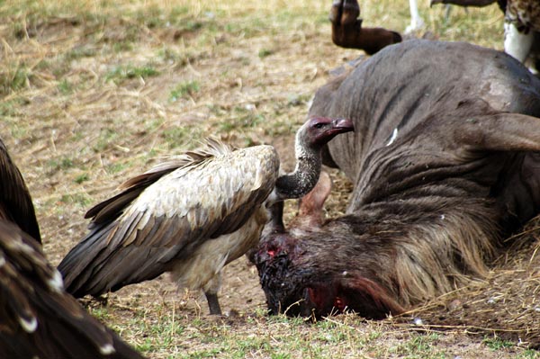 Vultures with a dead wildebeest