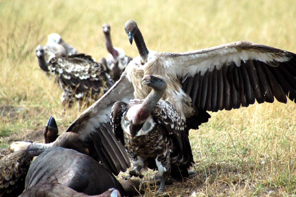 Vultures squabbling over the carcass