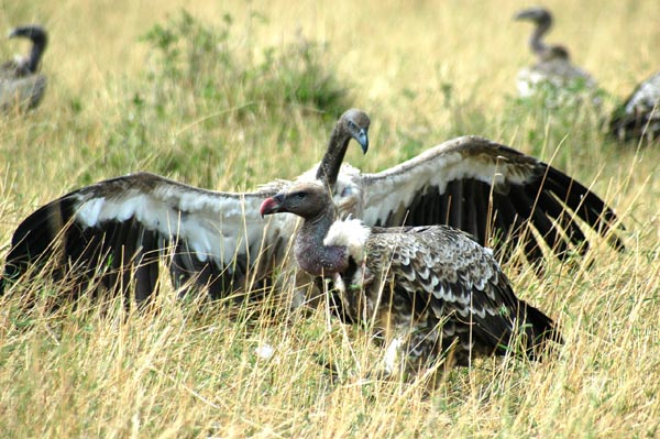 White-backed & Ruppell's Vultures (Maasai Mara, Kenya)