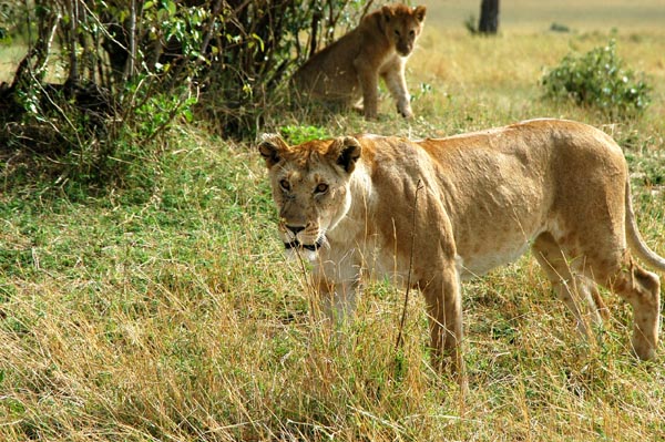 Lioness walking this way